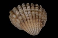 藏品(血蚶)的圖片